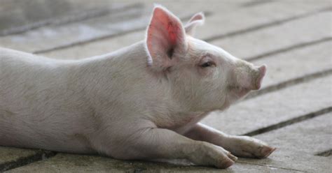 Slat design aids pig welfare .